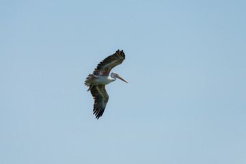 Flying spot billed pelican or grey pelican in Thailand