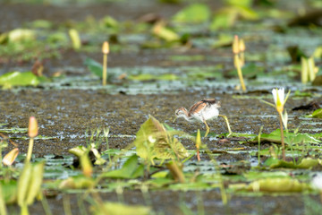 Pheasant-tailed Jacana juvenile