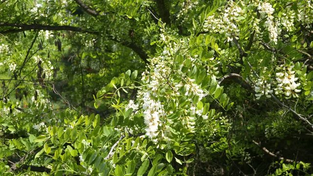 closeup of Acacia flowers in full bloom