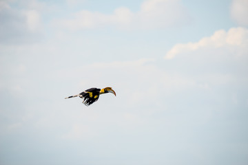 Flying great hornbill at Khao Yai national park, THAILAND