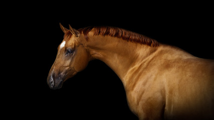 Fototapeta na wymiar Portrait of a chestnut horse on black background isolated 