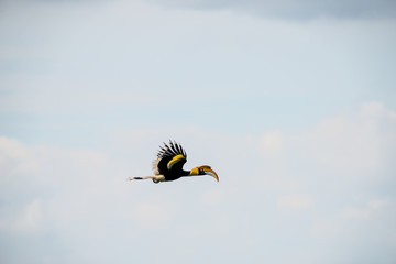 Flying great hornbill at Khao Yai national park, THAILAND