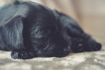 funny cute Miniature Schnauzer puppy dog is sleeping portrait