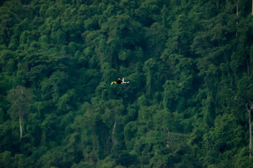 Flying great hornbill at Khao Yai national park, THAILAND