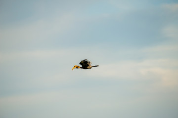 Flying great hornbill at Khao Yai national park, THAILAND