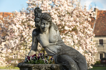 A stone sculpture of a woman on the background of a blooming magnolia at the Bruhl Palace in Brody. Poland