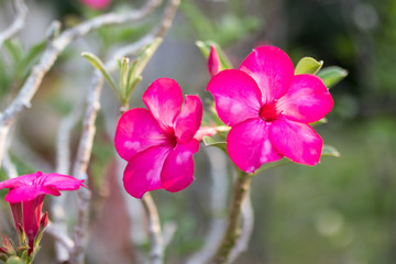 Beautiful fresh red Azalea flowers.