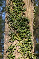 Tree trunk covered with creepers Hedera helix