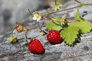 Wild strawberry giving crop