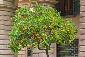 Fototapeta na wymiar orange tree on the background of a building