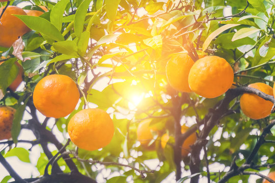 Orange tree in the sunlight