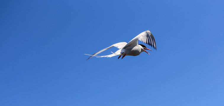 Arctic tern Northern Norway