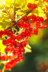 Red currant. bright ripe red currant bunch in the morning sun. Crop of currant. Berry season