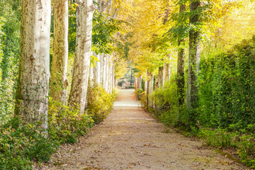 Alley in the summer park