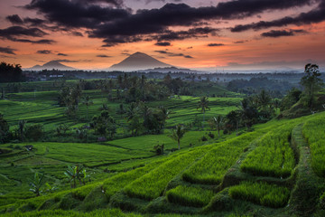 The Jatiluwih rice fields have been named a UNESCO Cultural Landscape, part of Bali’s Subak System. The fields that make up this area have adopted the traditional Subak irrigation system 