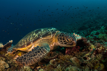Naklejka na ściany i meble Green turtle at Gili Islands,