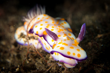 Nudibranch at Reunion island