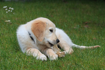 Golden Retriever puppy