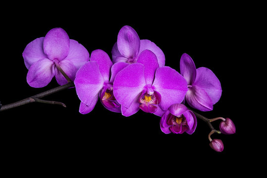 Orchid phalaenopsis on black