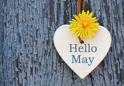 Hello May greeting card with decorative white heart and dandelion yellow flower on old blue wooden background.Springtime concept.
Selective focus.