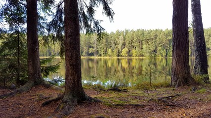 landscape forest lake, forest, water, pine trees