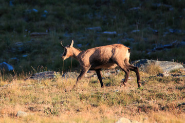 Camoscio (Rupicapra rupicapra) in Valnontey, nel Parco Nazionale del Gran Paradiso