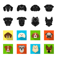 Muzzle of different breeds of dogs.Dog breed Stafford, Spitz, Risenschnauzer, German Shepherd set collection icons in black,flet style vector symbol stock illustration web. © pandavector