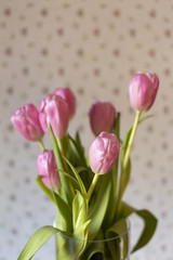 beautiful pink tulip