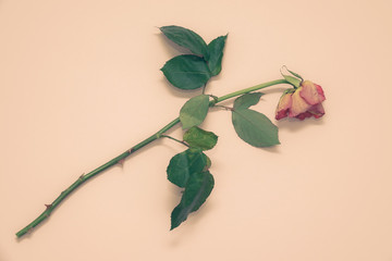 A faded almost dead rose. Beautiful picture with neutral, harmonious warm colors. Blank copy space for own text.