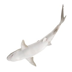 Blacknose Shark on white. 3D illustration