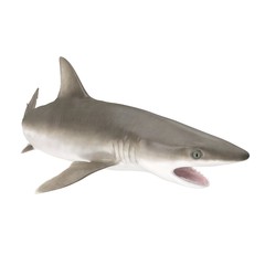 Blacknose Shark on white. 3D illustration