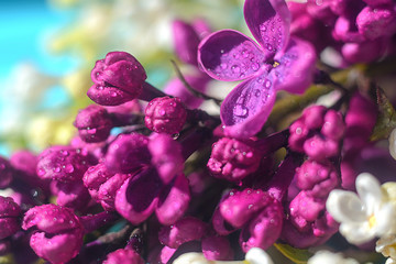 Opened lilac buds with dew in the early morning in the botanical garden in the spring