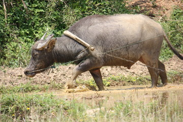 Obraz premium labour de jardin avec un buffle