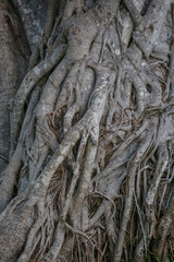 Fototapeta na wymiar Intertwined roots texture tree. Natural gray background