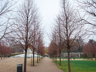 garden beautiful in the winter season tree green grass