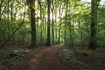 Path going through dense forest