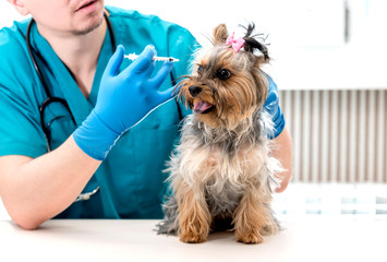 Veterinarian giving an injection to Yorkshire Terrier dog