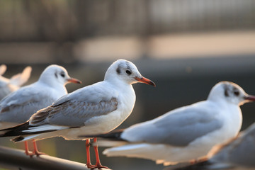Fototapeta premium ゆりかもめ集団