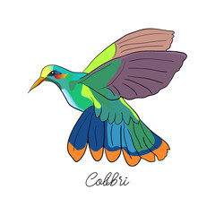 Vector drawn tropical logo symbol of colibri bird on white background in sketch style. Logo design template.