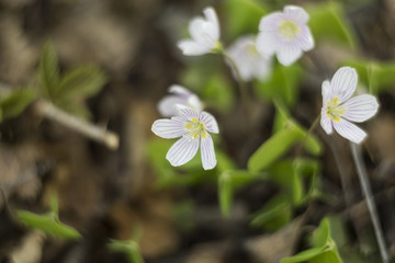 Oxalis acetosella in the forest