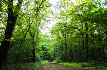 Fototapeta na wymiar Path going through dense forest