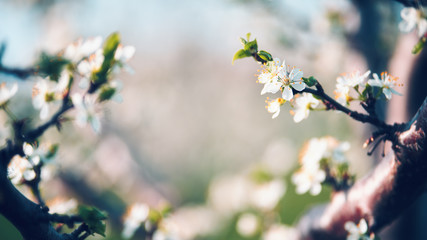 Blossom at spring