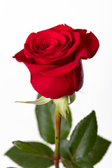 rose and red petals with white background