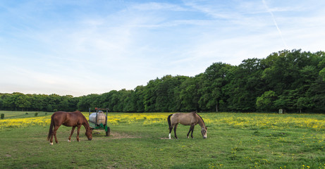 Meadow with blooming wild flowers and horse grazing