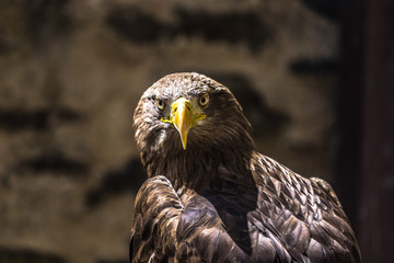 Head shot of White tailed Eagle