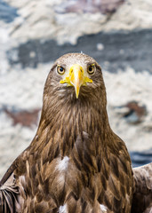 Fototapeta premium Head shot of White tailed Eagle
