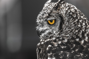 Head shot of owls