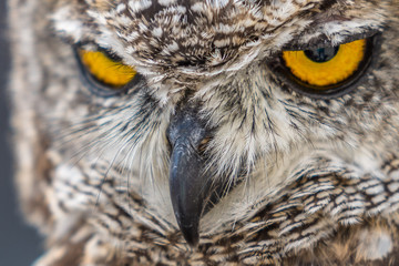 Head shot of owls
