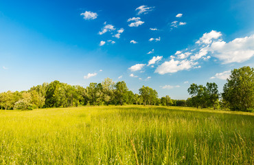 Summer meadow landscape