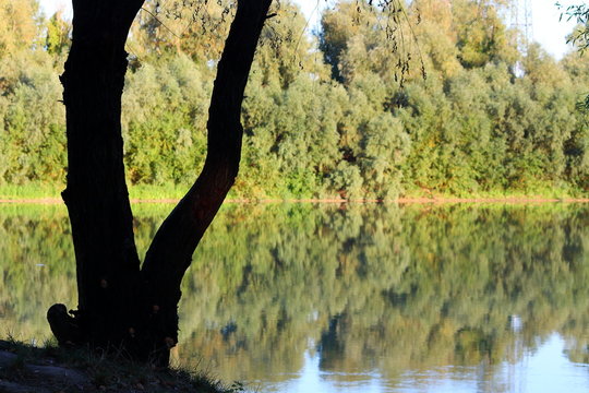 Reflection of green trees in the Danube кiver. Riverbank of calm Danube river with green trees in spring or summer © watcherfox